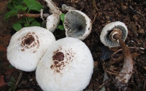 Kịp thời xử lý ngộ độc nấm rừng tại Lai Châu